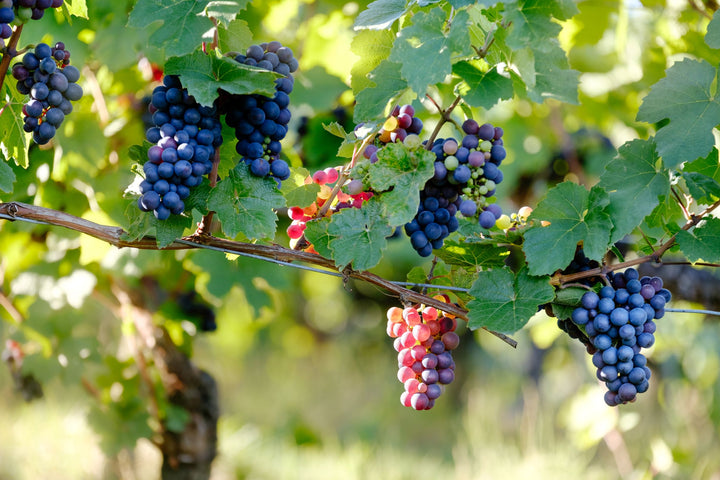 Abundance Living in the Vine